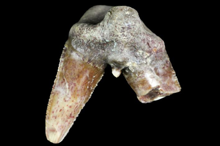 Fossil Shark (Xenacanthus) Tooth - Texas #136326